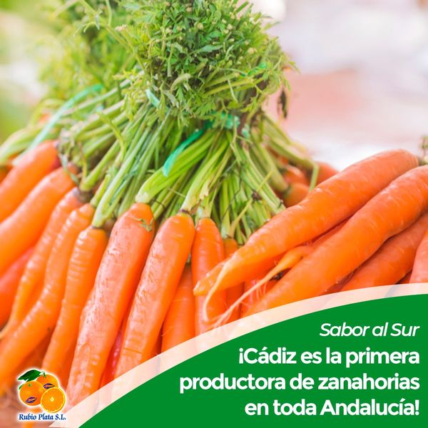 Carrots from 스페인 supplied by Rubio Plata SL - Washed 신선 당근