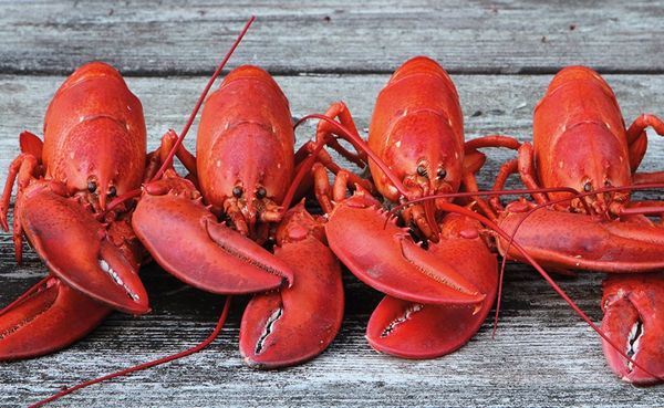 Whole Cooked Lobster from 영국 supplied by The Big Prawn Co. Ltd. - Cooked (Not Frozen) 신선 랍스터