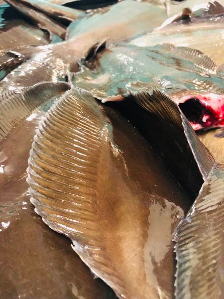 Blue Halibut from Norway supplied by BERLE FISK AS - Fresh (=Chilled=Raw) Fresh Halibut