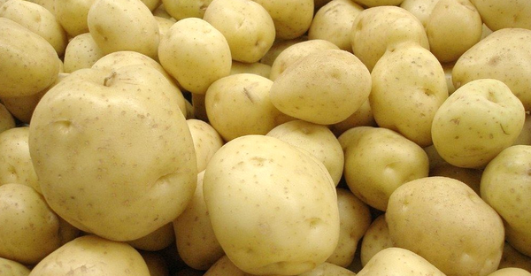 Fresh Whole Potato from Tunisia supplied by Societe Agro Export Sahel-SAGES - Yellow Fresh Common Potato
