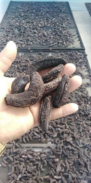 sea cucumber from Spain supplied by Ac exports - Frozen Seaweed