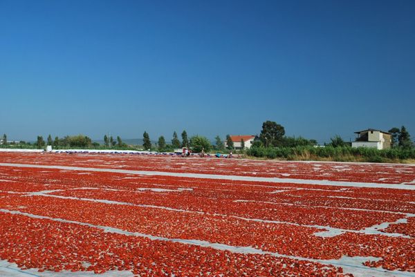 Dried Tomatoes from 튀르키예 supplied by IDEAL Tedarik Tarim Urunleri San. ve Tic. Ltd. Sti. - Extra Class 신선 토마토