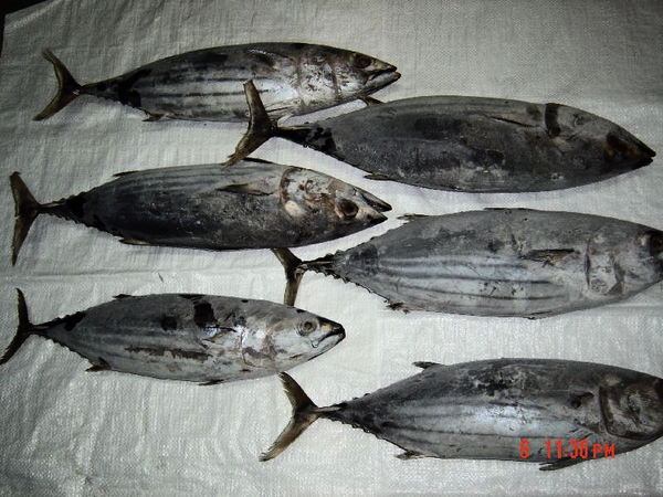 Skipjack Tuna from 인도네시아 supplied by PT. Sari Cakalang - Frozen - Block Frozen 냉동 가다랑어