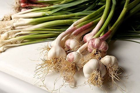 Garlic from 이집트 supplied by Arena Holding - Green and Dry 신선 마늘