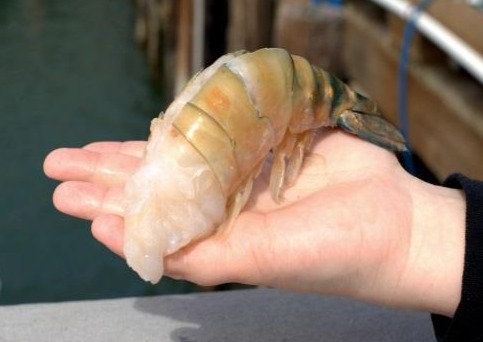 Jumbo Prawns from Ireland supplied by Bill Ryan Ltd - Jumbo Frozen Common Shrimp & Prawn