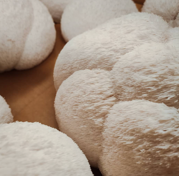 Lion's Mane Mushroom from 호주 supplied by The Mushroom Guys - Premium Quality 노루궁뎅이버섯
