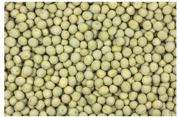 Green peas from 이탈리아 supplied by Horst Bode Import-Export GmbH - Green 냉동 완두