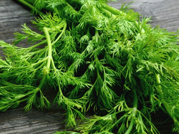Fresh Dill Leaf from Spain supplied by TENERIFRESH, S.L. - Leaf Dill
