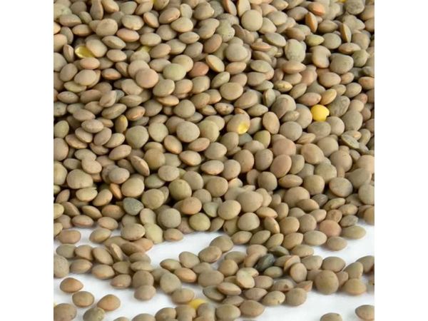 Lentil from 그리스 supplied by MATOUKOGLOU BROS CO. - Yellow Lentil 말린 렌틸