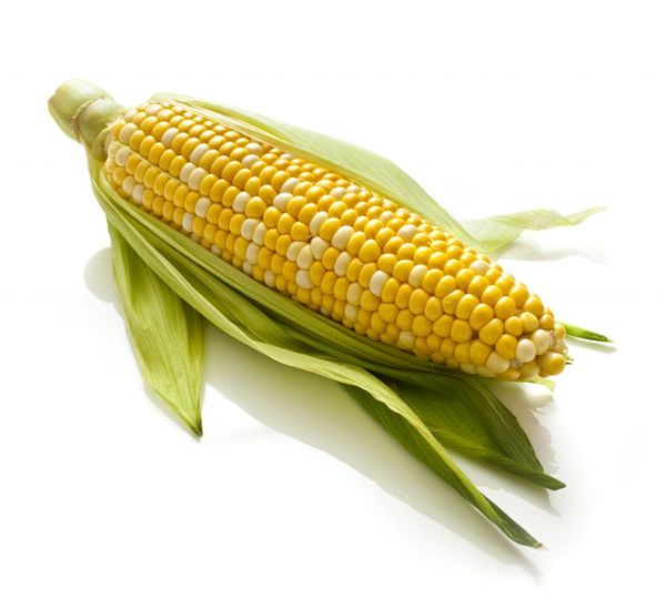Corn from Russia supplied by SPK Kolkhoz Rodina - For Feed Maize (Corn)