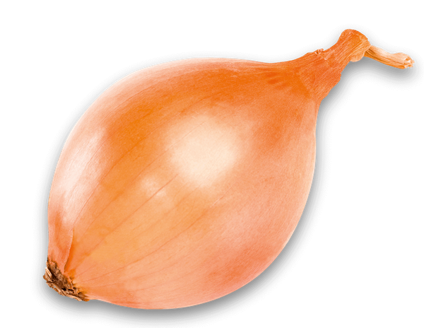 Onion from 독일 supplied by Brigitte Flachmeyer - Ines Flachmeyer GmbH - Red Onion - Rose Onion 신선 양파