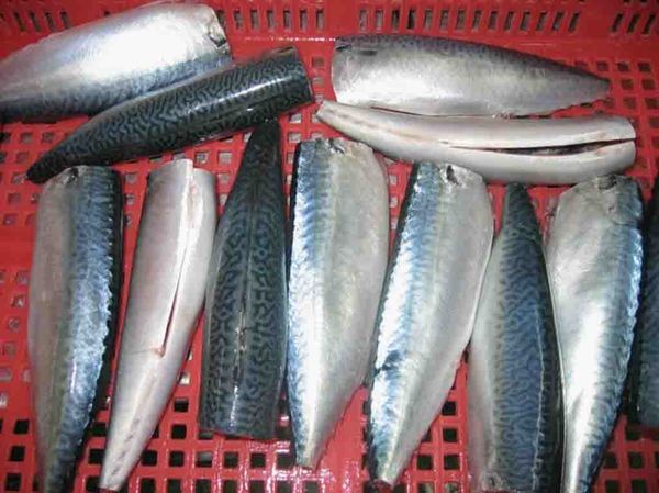 Mackerel from Iceland supplied by Skinney-Thinganes - Headed (=Head Off=Headless) Frozen Mackerel