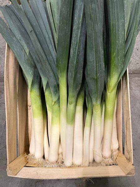Fresh Leek from 벨기에 supplied by CALSA NV - Green 리크