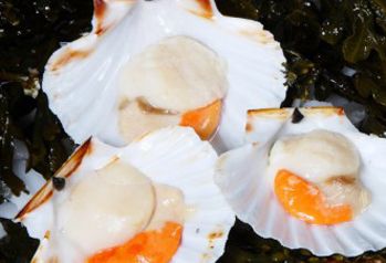 Scallop from Ireland supplied by Rockabill Seafood Ltd - Half Shell (=Half Shelled=Half Shucked) Frozen Scallop