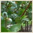 Blueberry from 아르헨티나 supplied by Etampo S.A. - <25mm 신선 블루베리