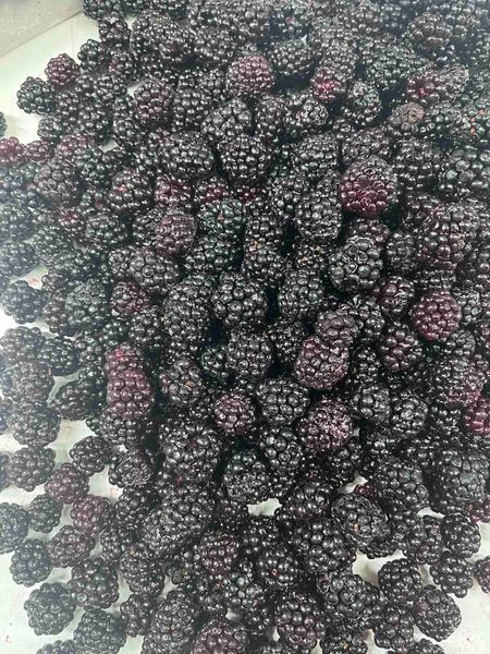 Blackberry IQF from 세르비아 supplied by Master food - IQF (=Individual Quick Freezing) 기타 냉동 과일