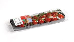 Tomato from Belgium supplied by Belfrutex - Yellow Fresh Tomato