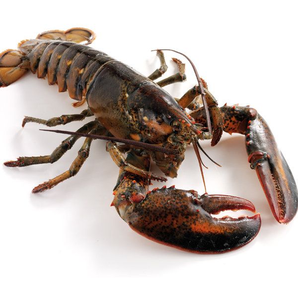 Lobster from United States supplied by East Point Lobster Co., LLC - Whole Fresh Common Lobster