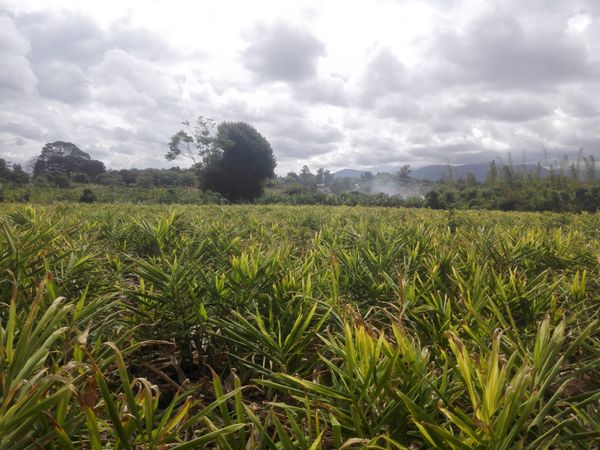 Ginger -Zingiber officinale- from Malawi supplied by aQysta - Good Quality Whole Ginger