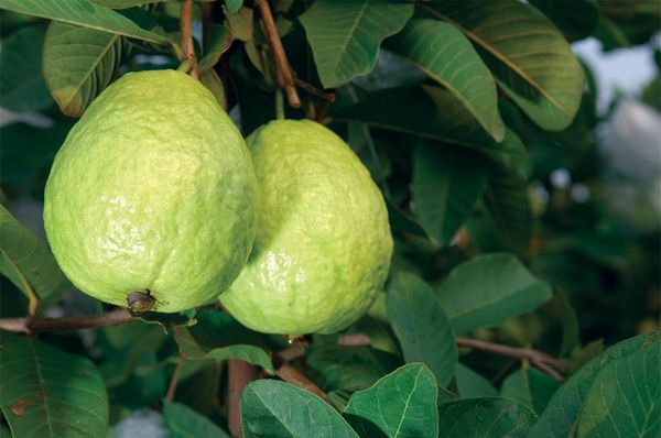 Guava from 대만 supplied by Charng Chern Co., Ltd. - Whole 신선 구아바
