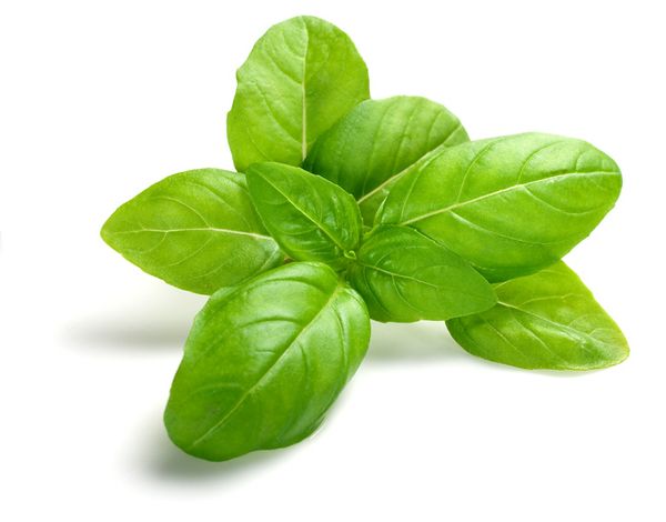 Basil from 케냐 supplied by Mula Export - Whole 바질