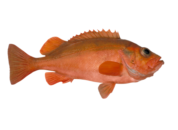 Fresh Redfish from 노르웨이 supplied by NOR SEAFOODS AS - Portion 냉동 레드피쉬