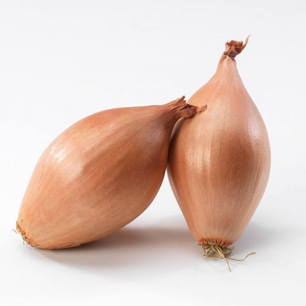 Shallot from Netherlands supplied by Jonika - Fresh (=Chilled) Fresh Shallot