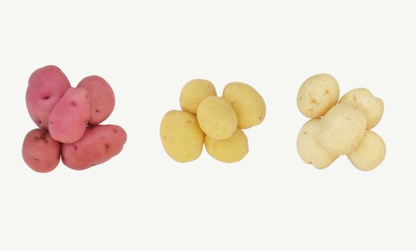 Fresh Potato from 미국 supplied by Troyer Brothers - 보라색 신선 일반 감자