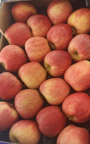Fresh Apples from 그리스 supplied by Amaltheia Yada P.C. - Conventional 신선 사과