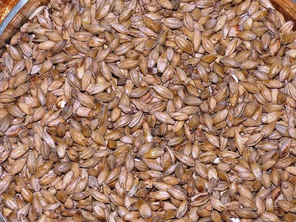Barley Malting from Russia supplied by AGROTERRA - Malting Barley Barley