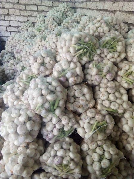 Garlic from Belgium supplied by MEDLY BVBA - White Garlic - Normal Fresh Garlic