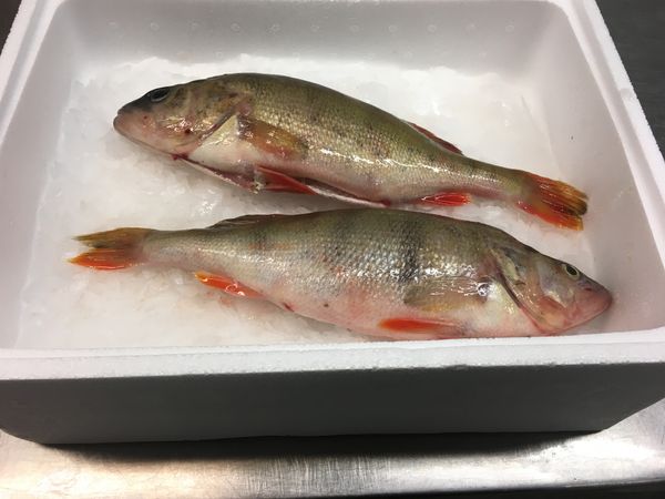Perch from 에스토니아 supplied by Arso EE OÜ - Pike Perch (=Sander lucioperca=Pikeperch=Zander) 냉동 퍼치