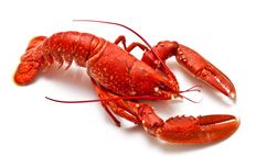 European Lobster from 포르투갈 supplied by Nutrifresco - Fish Trade and Industry, Ltd. - 유러피안 랍스터 신선 랍스터