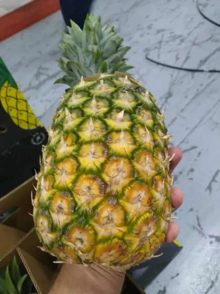 Fresh Pineapple from 독일 supplied by Liverda GmbH - 크라운 포함(=Crowned) 신선 파인애플