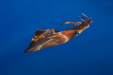 Squid - Loligo Reynaudi from South Africa supplied by Frontline Seafood Traders - 25-30 cm Frozen Squid