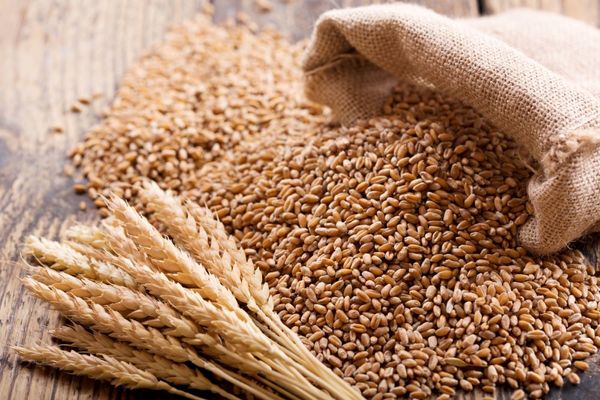 Wheat from 러시아 supplied by JSC Agrofirma Mtsenskaya - Whole 소맥