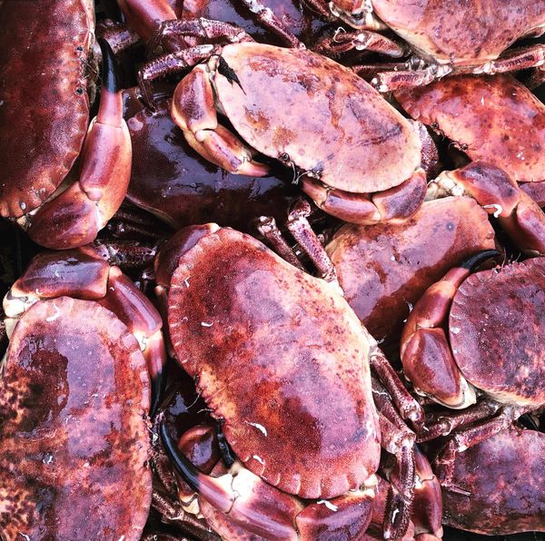 Fresh Crab from United Kingdom supplied by Murt's Shellfish - Live Fresh Crab