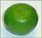Fresh Key Lime from Guatemala supplied by CITREX, SA - Seeded Fresh Lime