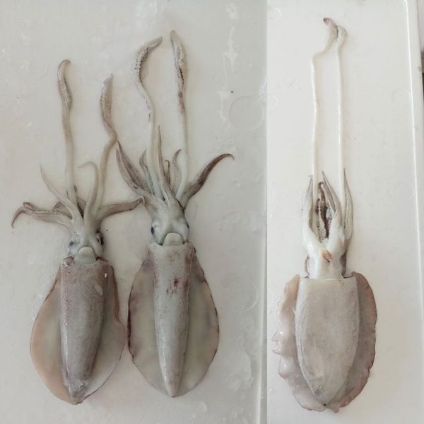 Cuttlefish & Squids from 스리랑카 supplied by P.N. Fernando & Company (Pvt) Ltd. - Frozen 냉동 갑오징어