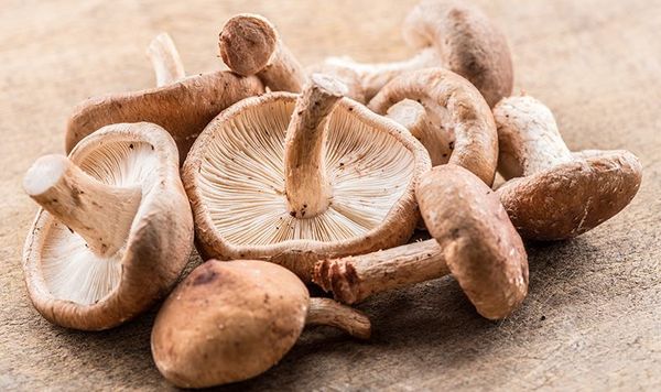 Shiitake Mushroom from 오만 supplied by Gulf Mushroom Products - Whole 표고버섯