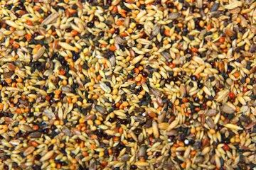 Canary Seed from 캐나다 supplied by Mehsom Corp - Conventional 카나리시드