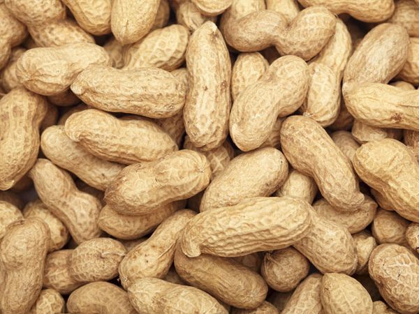 peanut in shell from 인도 supplied by Zillion International - In-shell 땅콩 알맹이