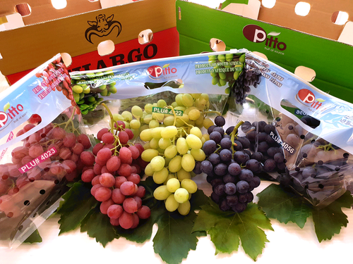 Fresh Grapes from South Africa supplied by Pitto - Green (=Unripe=Sour) Fresh Grape