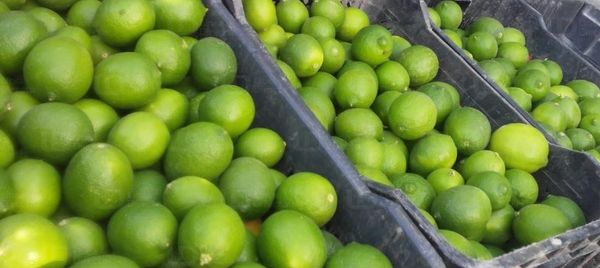 Lime  (Persian Lime, Seedless lime, Bearss lime) from 멕시코 supplied by Exotic Euro Import SA DE CV - Caliber 5 (42~49 mm) 신선 라임