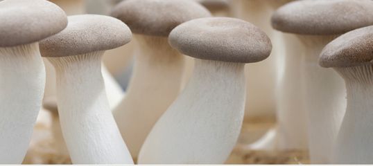 Fresh Whole King Oyster Mushroom from Spain supplied by VALLONDO - Whole Fresh King Oyster Mushroom