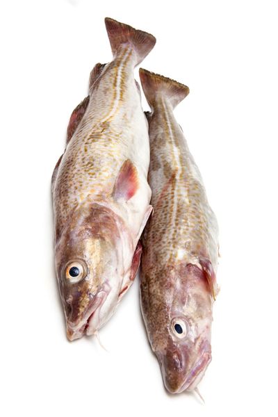 Fresh Cod from Iceland supplied by G.RUN - Atlantic Cod (=Gadus morhua) Frozen Cod