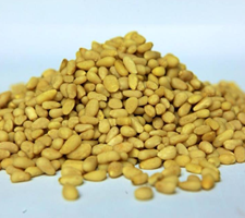 Pine Nut Kernel from Mongolia supplied by Falke Ecology LLC - Peeled Pine Nut