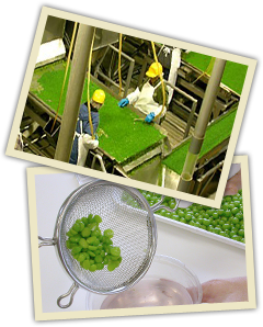 Green Peas from United States supplied by Twin City Foods, Inc. - Green Value Added Peas
