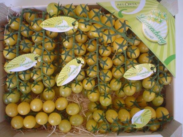 Lemoncherry Tomato from Belgium supplied by Frans Michiels Belgium N.V. - Lemon Cherry Fresh Tomato