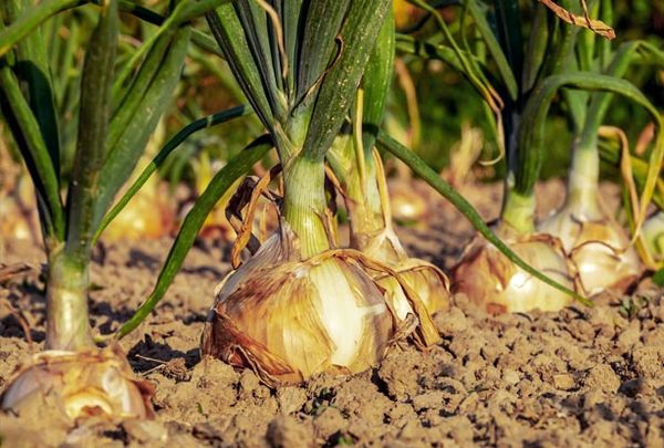 Onion from 독일 supplied by Kartoffellagerhaus Falkenhain GmbH & Co. KG - Raw 신선 양파